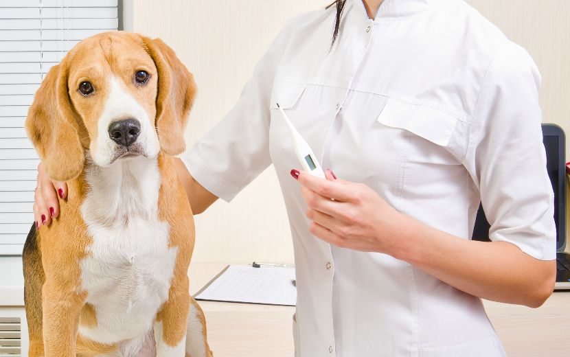 Termómetros para Cães Termómetros para Cães